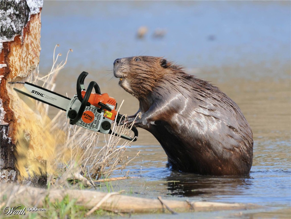 beaver
