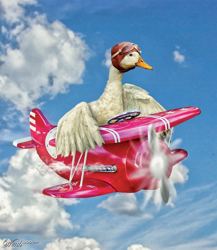 Duck migration