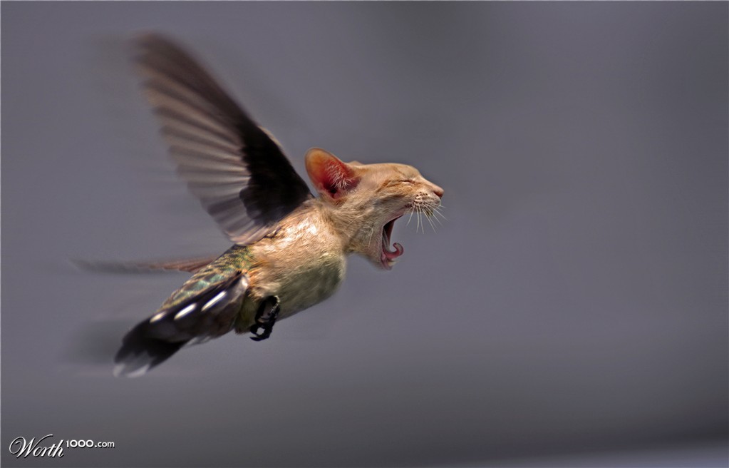 catbird