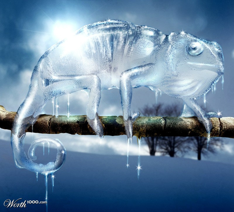 ice chameleon
