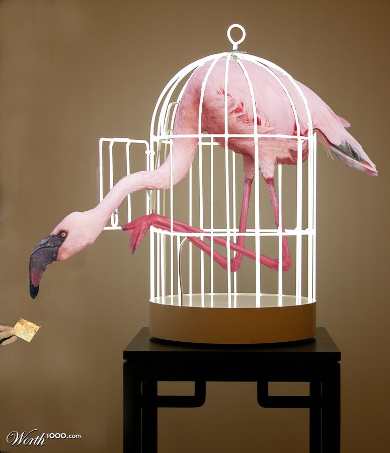 Polly-Wanna-Cracker