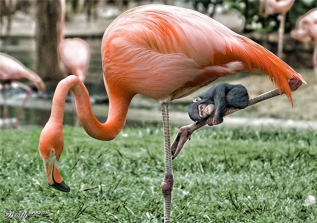 Mother Flamingo