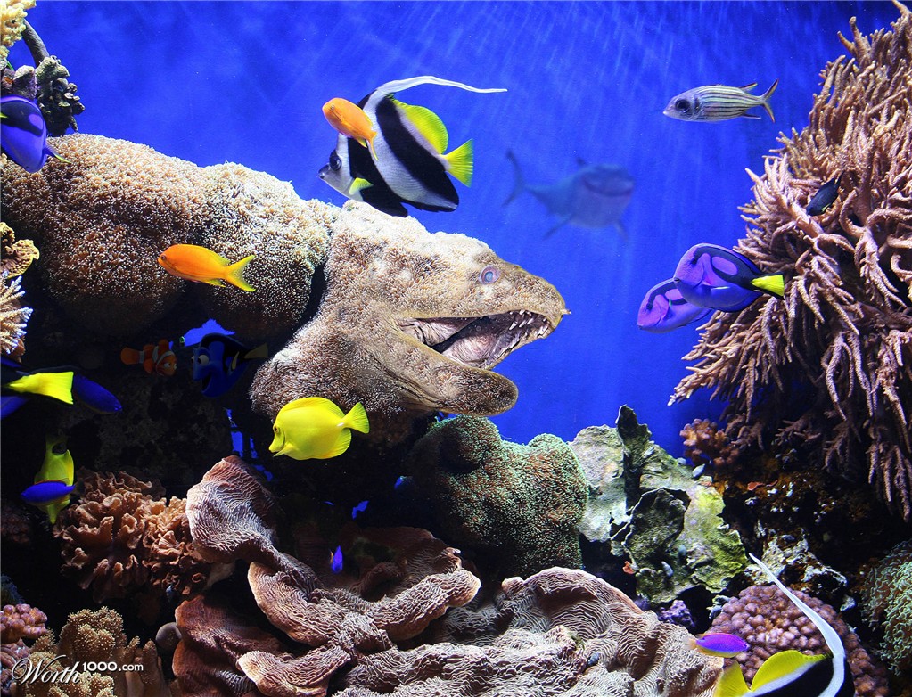 Aquarium