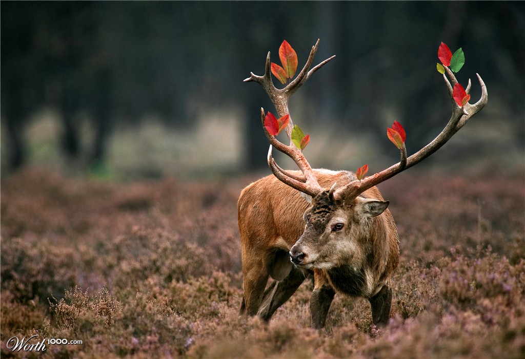 Deer