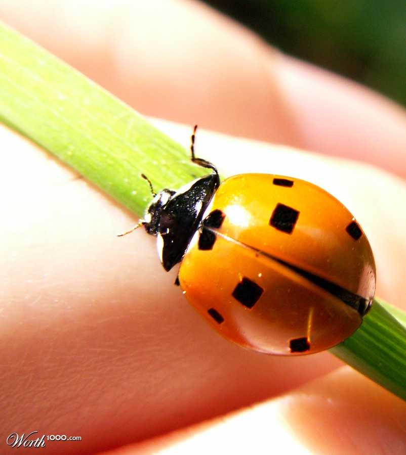 Ladybug