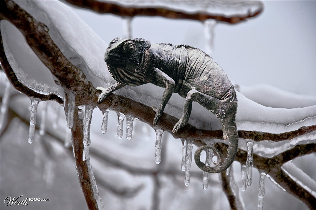 Frozen Chameleon