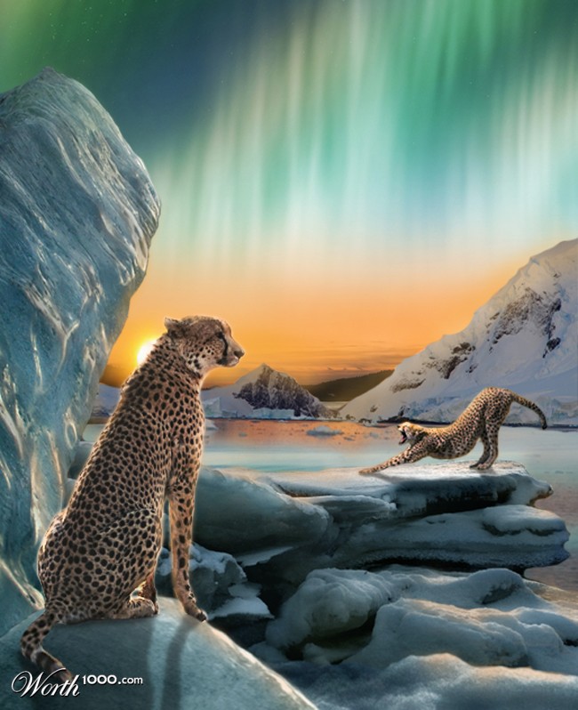 Arctic Cheetahs