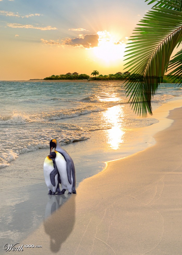 Penguin Honeymoon