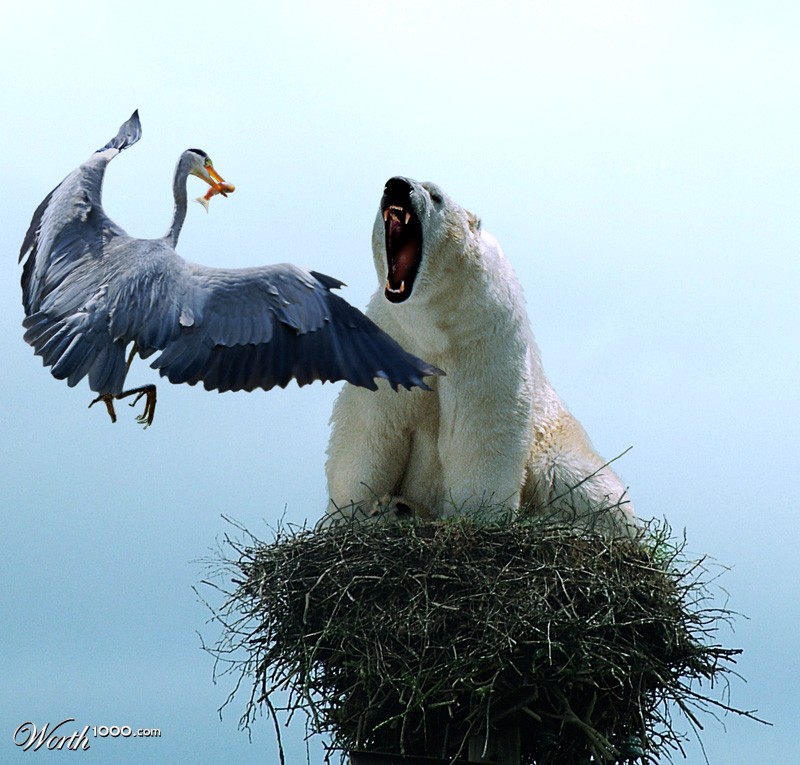Feeding Time