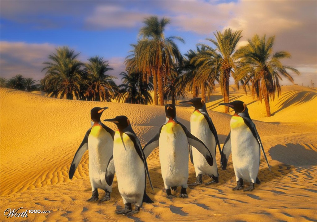 Penguins of the Sahara