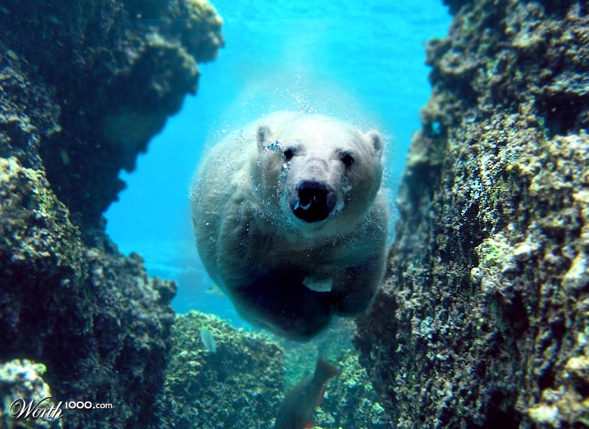 polar bear in paradise
