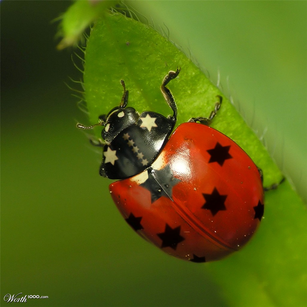 Religious Ladybird