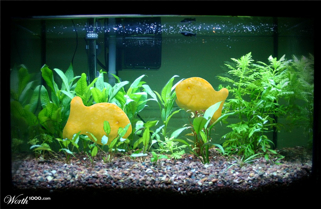The Fish That Smile Back