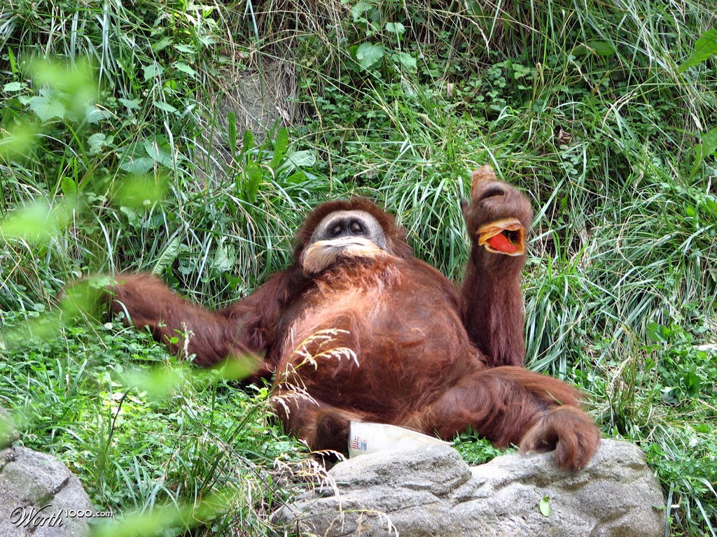 turkish lahmacun & orangutan
