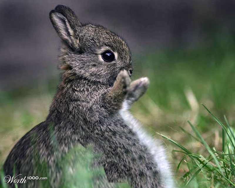Chubby Bunny