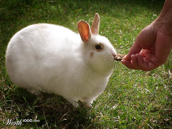 Fat Bunny