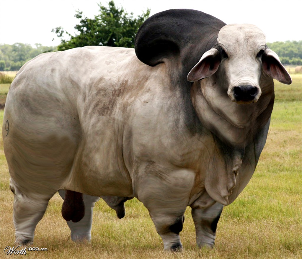 Fat Bull