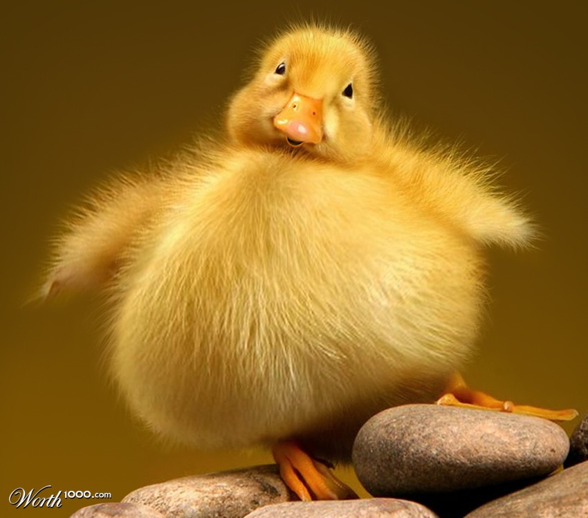 Lil Ducky