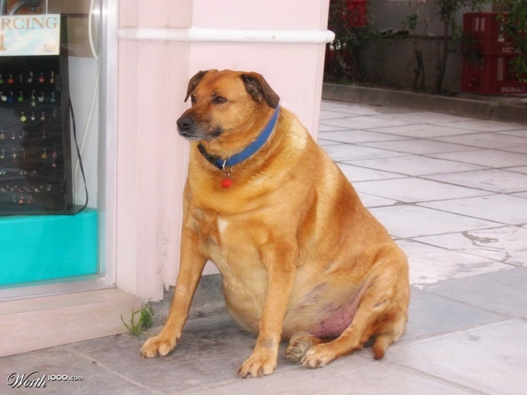 Fat dog