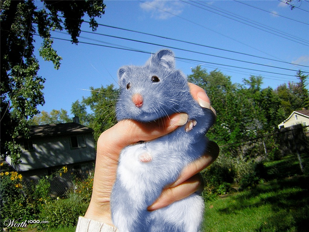 The Blue Hamster