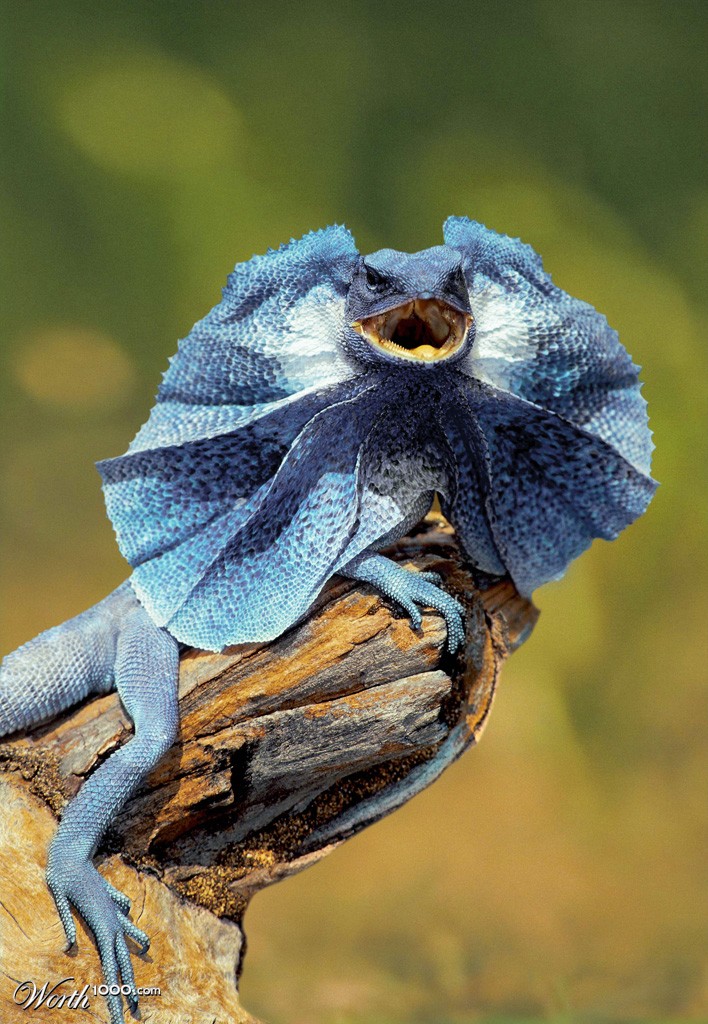 Aquamarine Frilled Neck Lizard