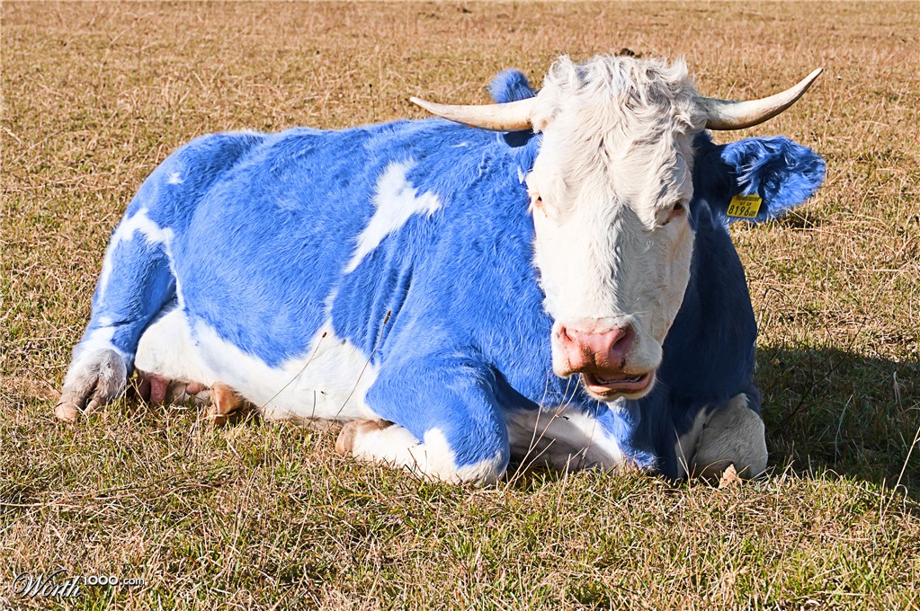 Blue Moo