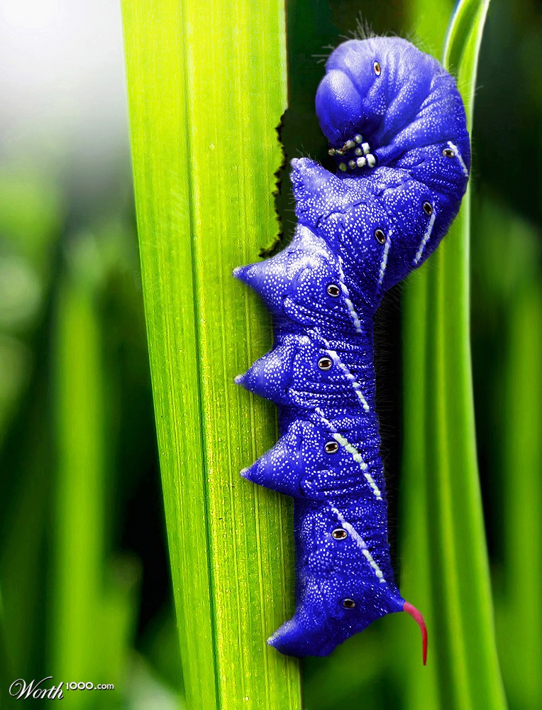 A rare blue Hornworm
