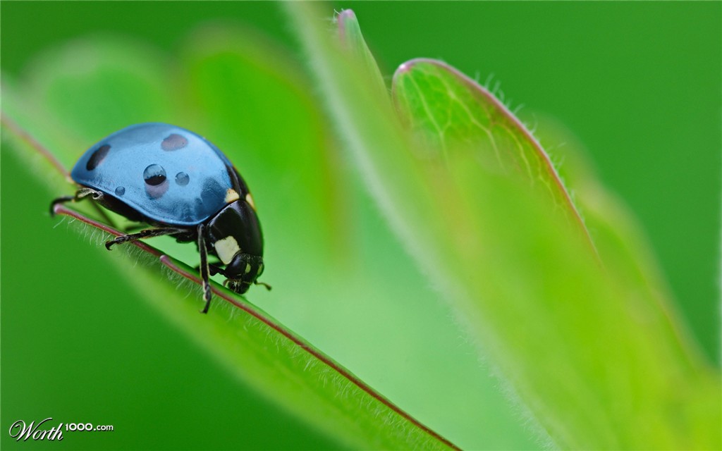 Blue Ladybug