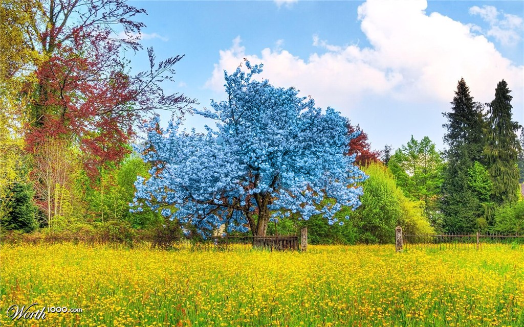 Blue Japanese Cherry Blossom