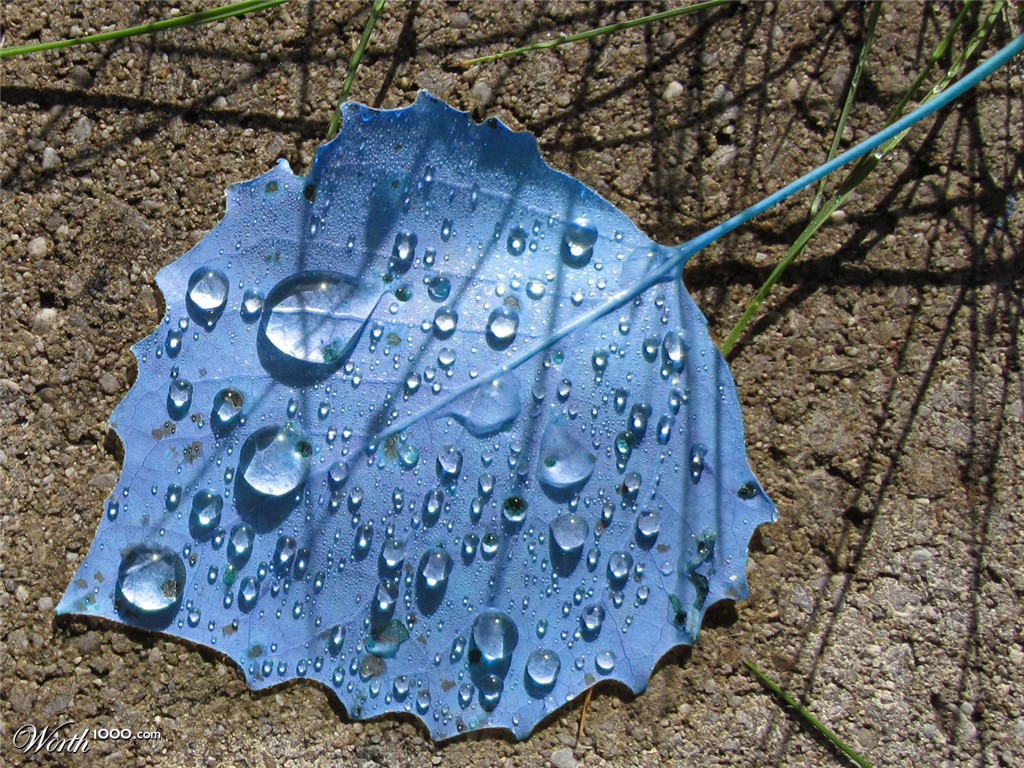 Blue Leaf