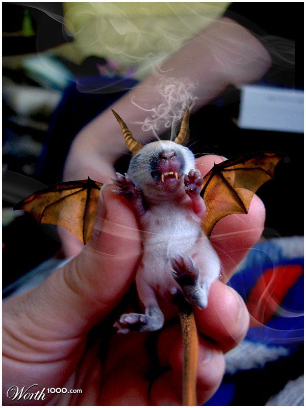 baby dragon
