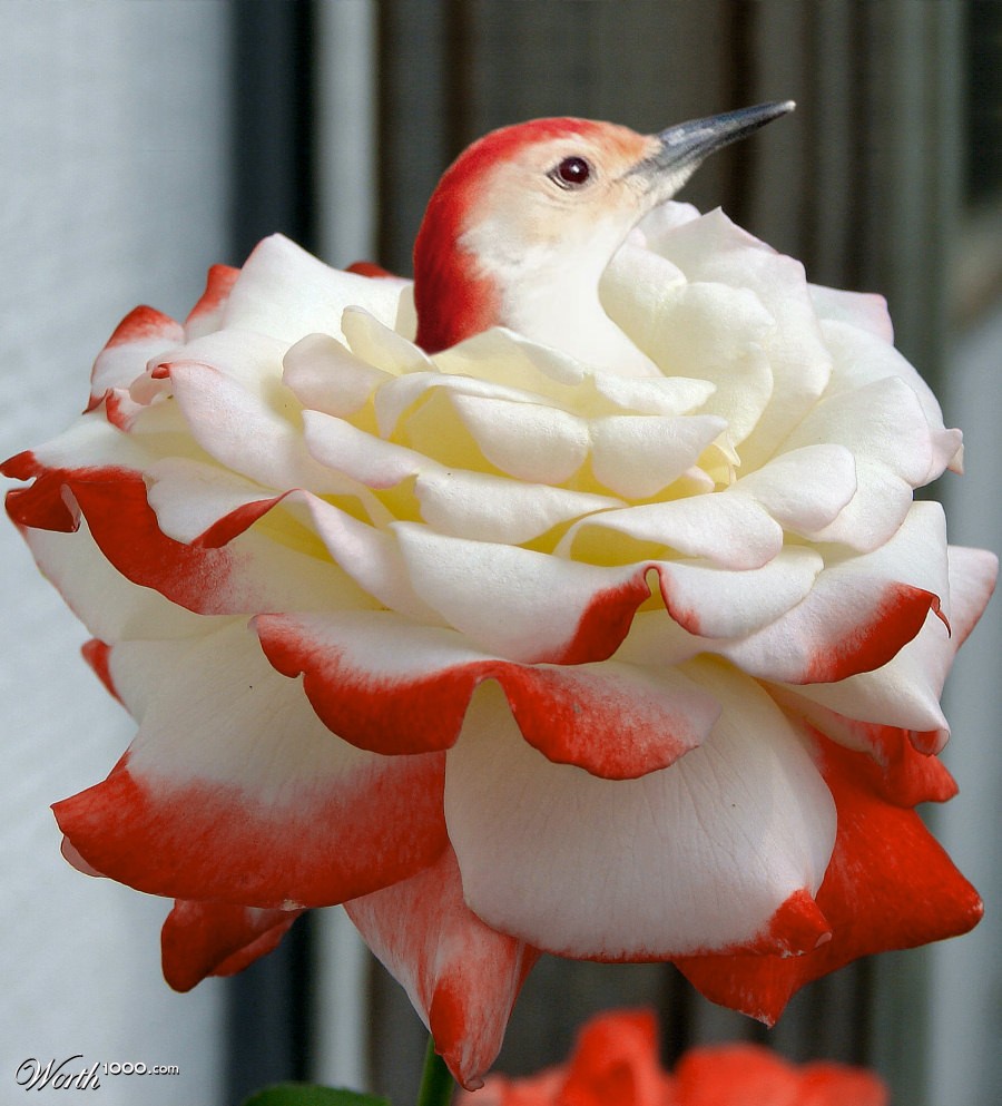 Rosy nest