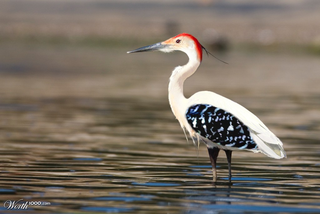 Great Redheaded Heron