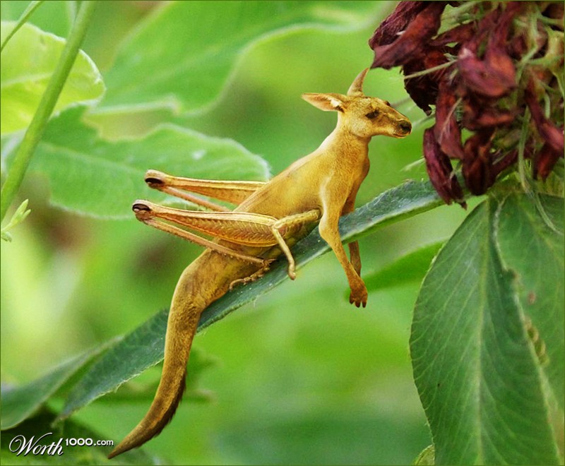 Grass-kangoo-hopper