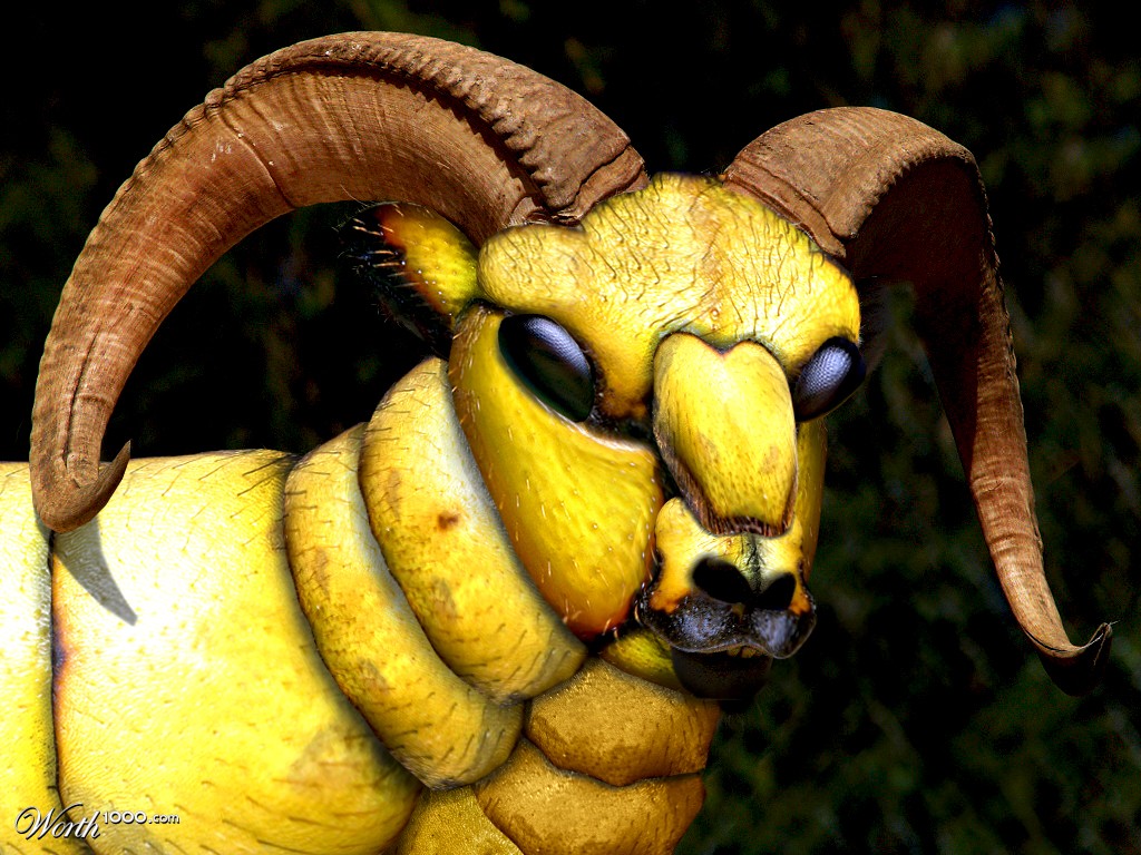 Ram Wasp