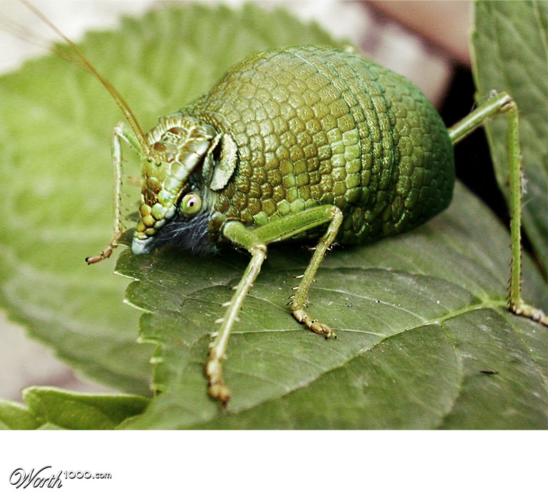DilloHopper