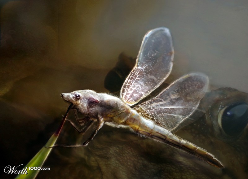 monfly