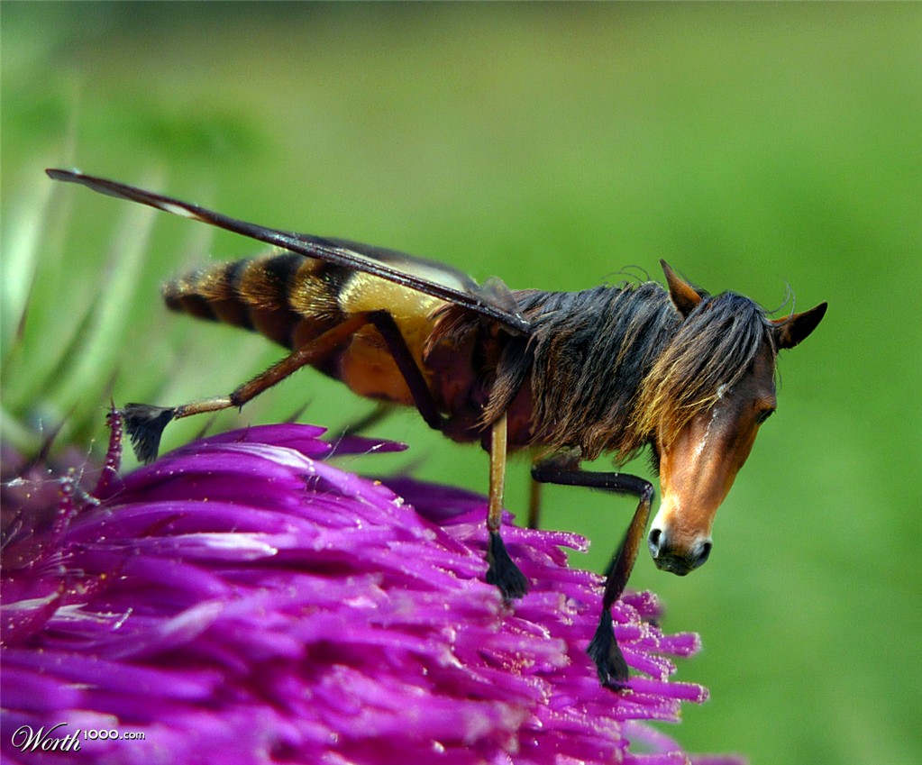 Horse-fly