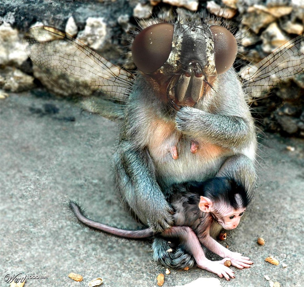 Fly Monkey