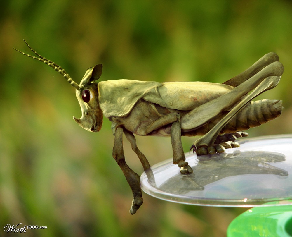 Grassoceros