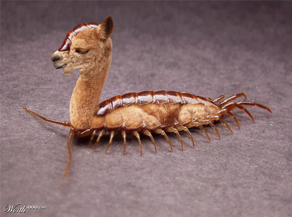 Alpacapede