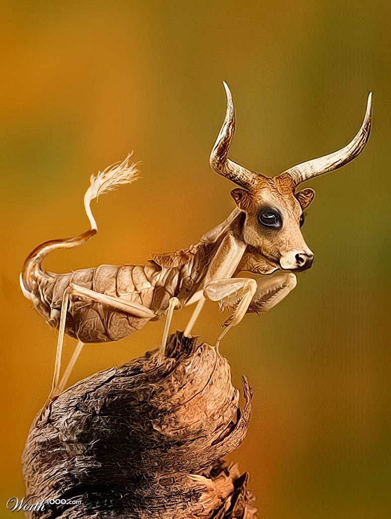 Insect cow