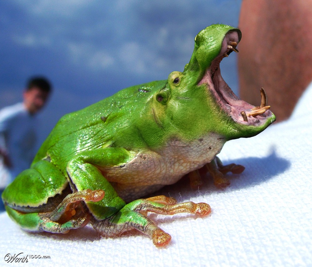 Hip Frog
