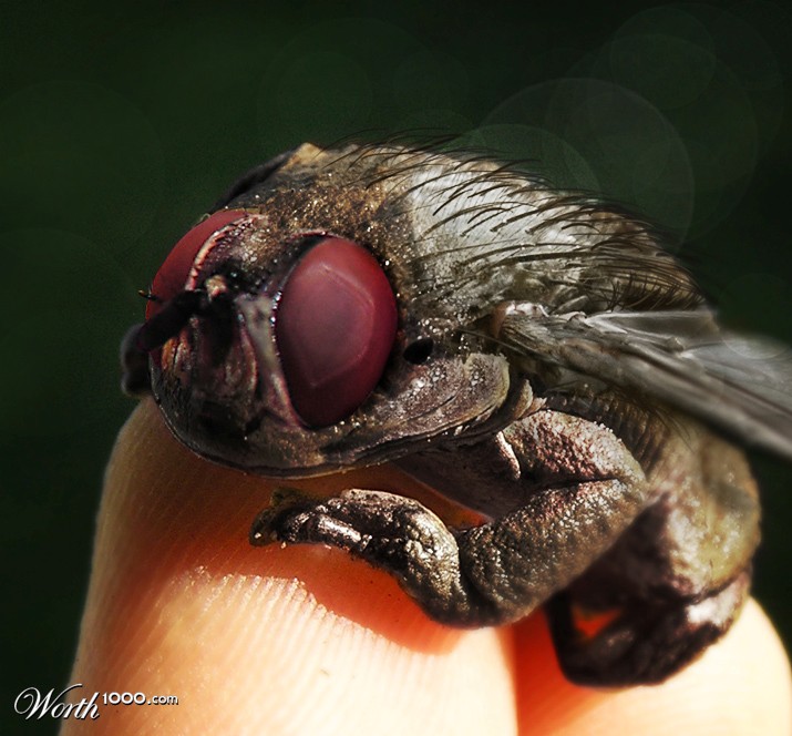 Fly + frog = flog!