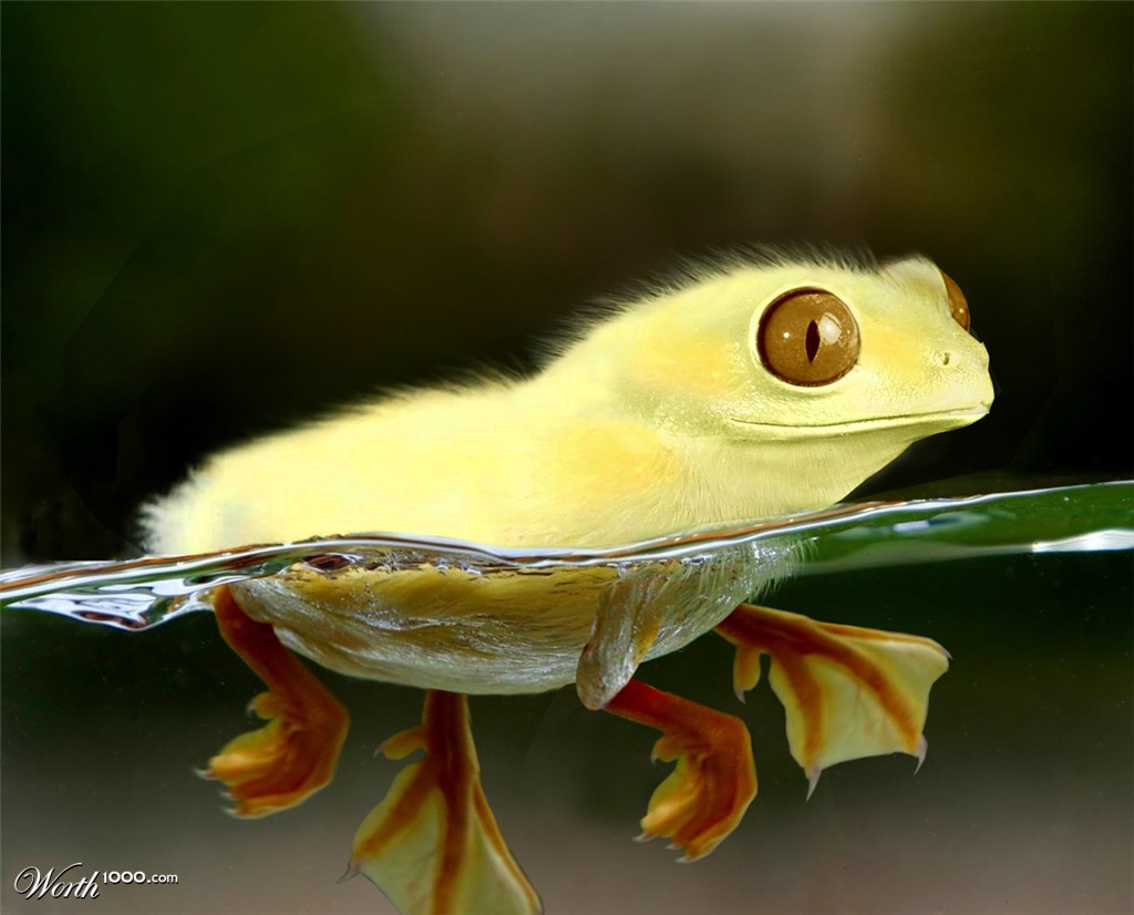 Duck Frog