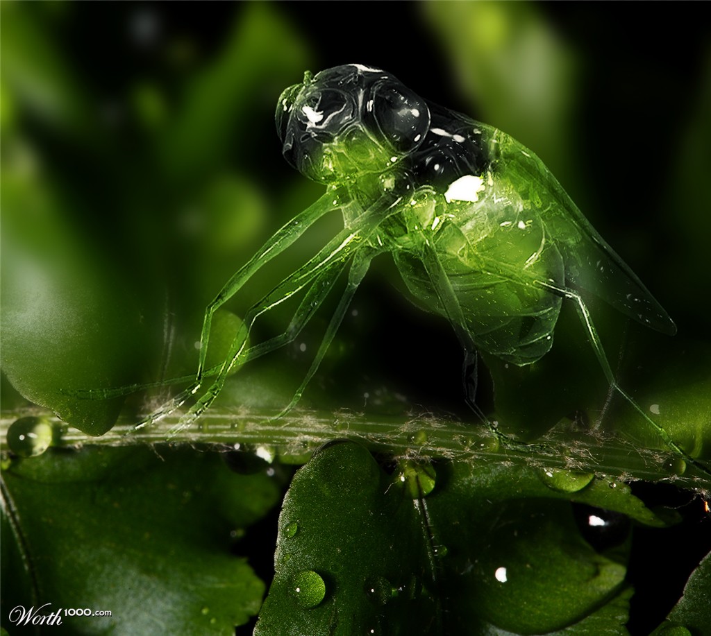 Waterfly