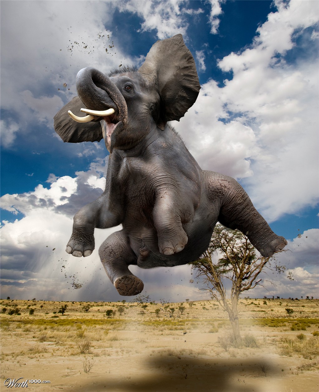 It is not even Dumbo...