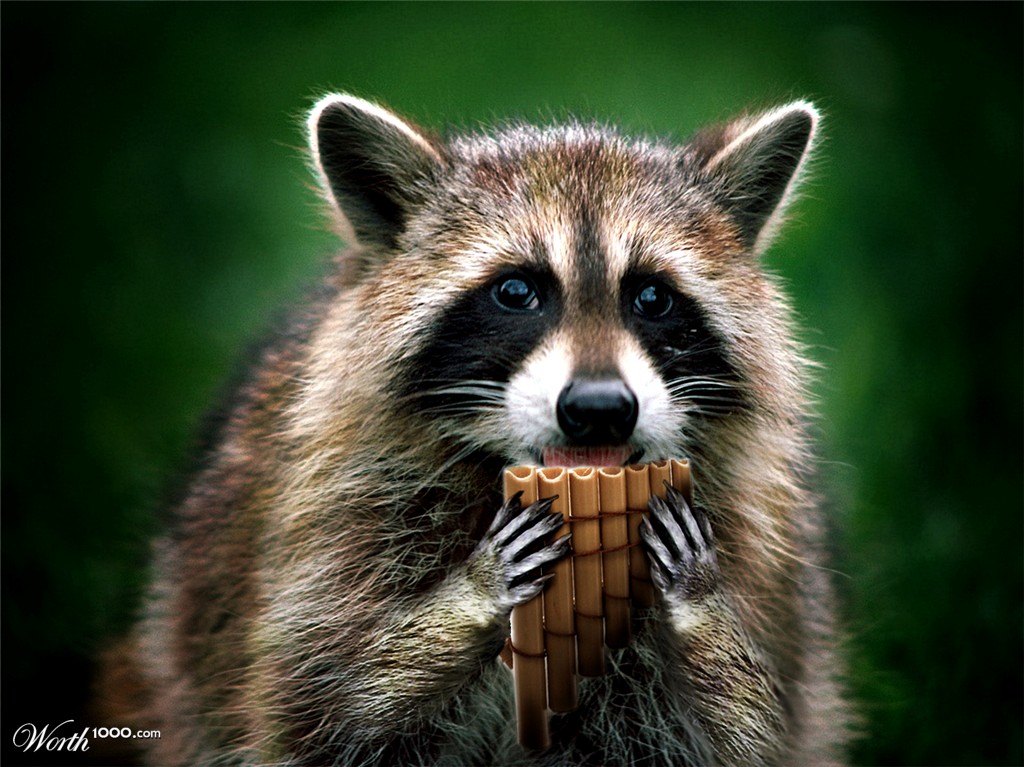 Raccoon