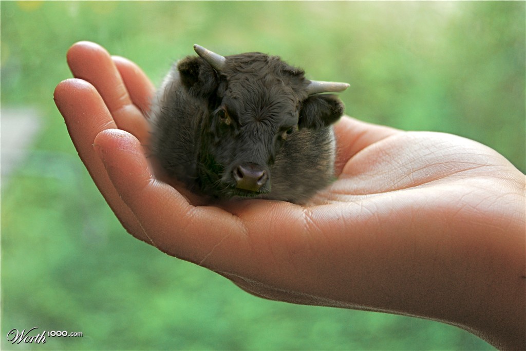 Hefer In Hand