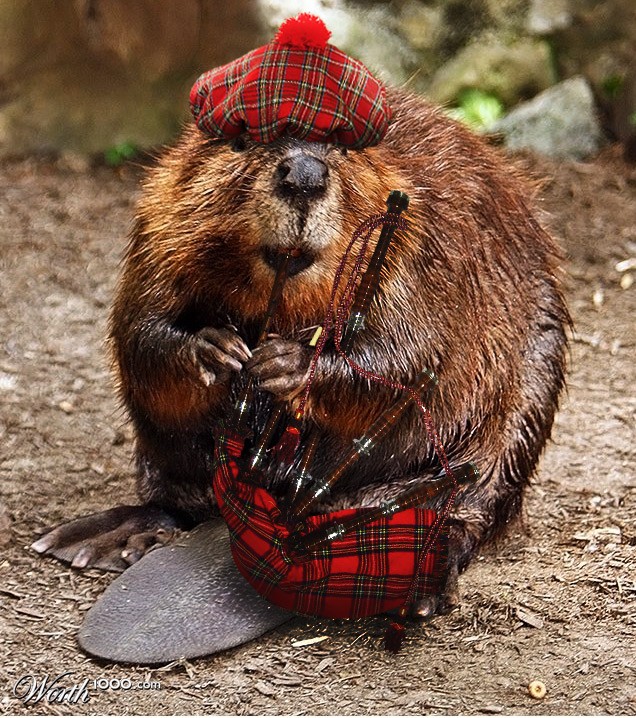 Bagpipin' Beaver